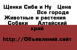 Щенки Сиба и Ну › Цена ­ 35000-85000 - Все города Животные и растения » Собаки   . Алтайский край